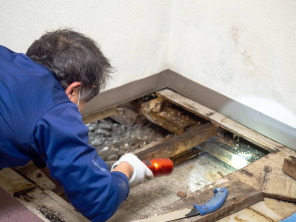Best Post-Remediation Services in Nettleton, MS