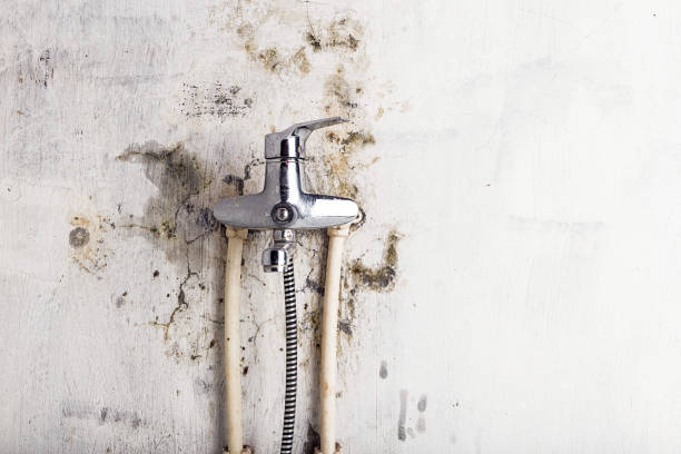 Best Bathroom Mold Remediation in Nettleton, MS