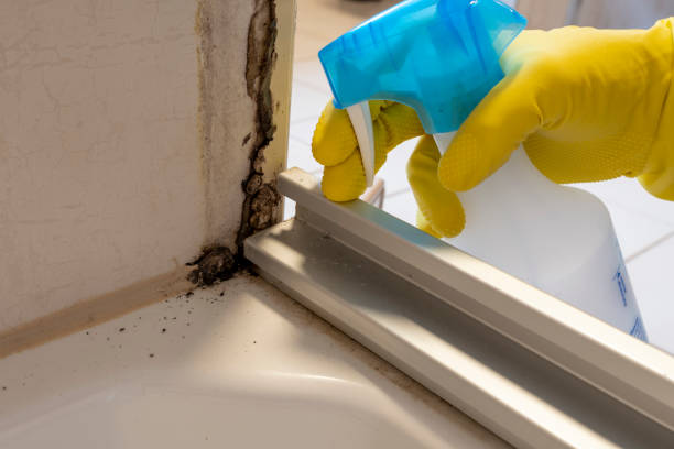 Best DIY Mold Remediation Support Services in Nettleton, MS